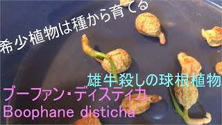 希少植物は種から育てる！ブーファン・ディスティカ １ Boophane disticha [upl. by Nosnor]