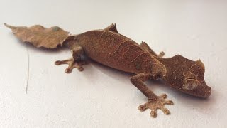 Intro to Leaf Tail Geckos [upl. by Nayab]