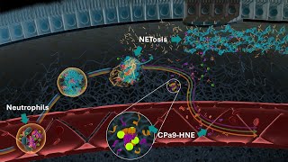 Neutrophils and Neutrophil Extracellular Traps NETs in IBD  Serum Calprotectin CPa9HNE Biomarker [upl. by Llemar559]