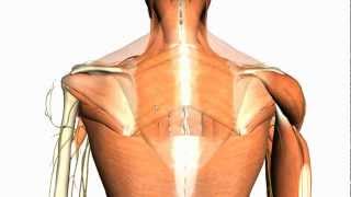 Extrinsic muscles of the back  Anatomy Tutorial [upl. by Aleac]