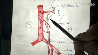 Anatomy of ureter [upl. by Fonz]