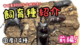 国産クワガタ14種 まとめて紹介します！【クワガタ飼育】飼育種紹介 [upl. by Mulderig]