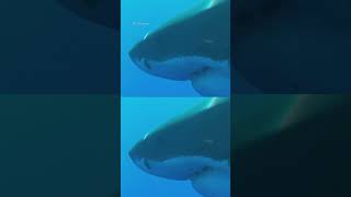 Is The Megalodon Shark Swimming In Our Waters [upl. by Aulea]