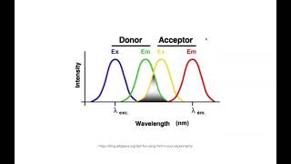 FRET fluorophores amp fluorescence  concepts amp examples [upl. by Fantasia]