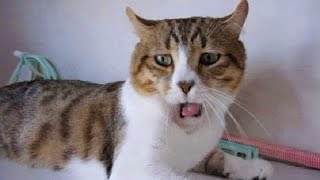 The most DRAMATIC CATS in the world 😂 Funny Cat Videos 2024😹 [upl. by Regdirb975]