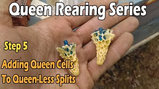 Retrieving And Adding Queen Cells To SplitsStep 5 JCs Queen Rearing Series [upl. by Lauren]