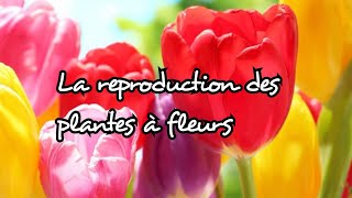 La reproduction des plantes a fleurs [upl. by Ap726]