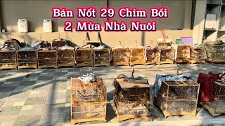 1612  BÁN Nốt 29 Chú Chào Mào Bổi Bẫy Đấu Già Rừng 2 Mùa Mới Song Lông [upl. by Yticilef339]