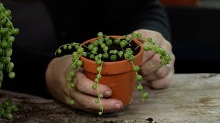 How to Propagate Senecio String of Pearls [upl. by Drapehs89]