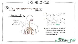 SPECIALISED CELLS Edexcel 91 GCSE Biology Topic 1 Key Concepts in Biology [upl. by Wyne]