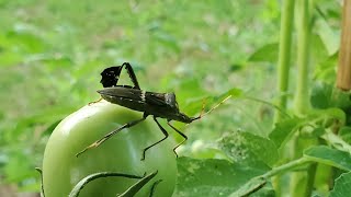 Harvesting Leaffooted Bugs [upl. by Iror915]