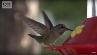 Hummingbirds In Slow Motion  BBC Earth [upl. by Stefania]