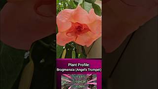 Plant Profile Brugmansia Angels Trumpet [upl. by Bina]