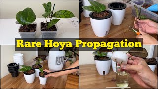 148  Let’s Propagate Unbox and Repot Rare Hoya  Hoya Plants [upl. by Ardnasak]