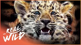 Critically Endangered Amur Leopard Births Twin Cubs  Natures Newborns  Real Wild [upl. by Pirnot274]