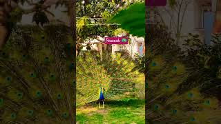 Peacock dance 🦚 peacock nature beautiful soundofpeacock viralshort peafowl birdsounds mor [upl. by Elman]