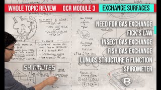 Gas exchange for A level biology topic review [upl. by Marylynne]