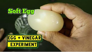 How to make soft Egg Experiment with Vinegar amp Egg Easy Science Experiment at home [upl. by Aelgna]