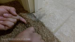 How To Fix Carpet Damage From Cat Near Edge Business Promo [upl. by Stodder]