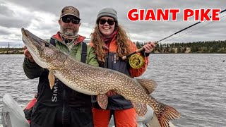 Giant Northern Pike of Saskatchewan  Cree River Lodge [upl. by Ayana]