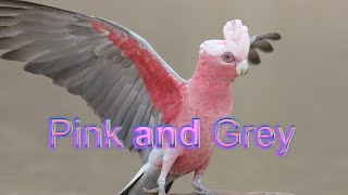 Galah  the pink and grey [upl. by Dulcy]