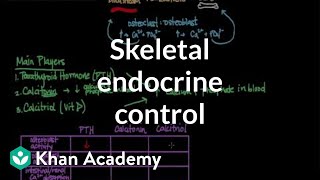 Skeletal endocrine control  Muscularskeletal system physiology  NCLEXRN  Khan Academy [upl. by Atiuqad]