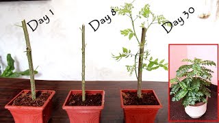 Grow curry leaf plant from cuttings  कढ़ीपत्ते का पौधा गमले में लगाएं  with update [upl. by Fortunio671]