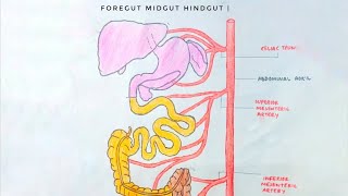 Foregut Midgut Hindgut  Boundaries  Arterial supply  med tutorials [upl. by Aay]