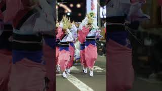 【阿波踊り2024】 新ばし連 徳島の阿波踊り traditional [upl. by Eneiluj]