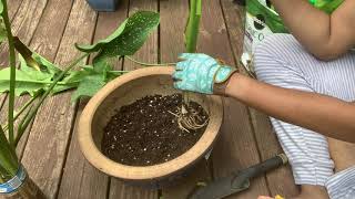 How to Replant Calla Lilies into Pots [upl. by Alios652]