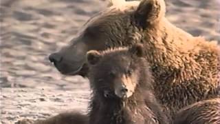 El Gran Oso de Siberia  Discovery Channel Video 1997 [upl. by Eyeleen]