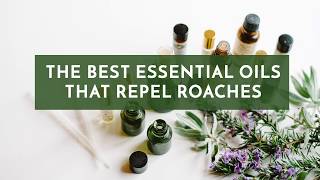 The Best Essential Oils that Repel Roaches [upl. by Lindy]