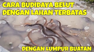 CARA BUDIDAYA BELUT DENGAN LAHAN TERBATAS  DAN DENGAN LUMPUR BUATAN [upl. by Kipper]