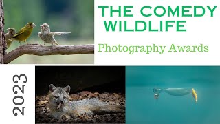 The Comedy Wildlife Photography Awards 2023 winner [upl. by Oram]