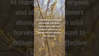 Discover Humphreys Wild Harvested Witch Hazel [upl. by Anitap428]