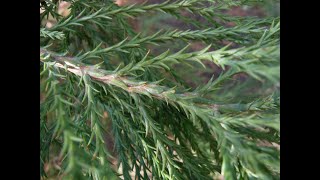 Sequoiadendron giganteum giant sequoia Cupressaceae [upl. by Shirah]