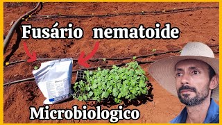 Controle microbiológico do Fusariumnematoide tombamentoRhizoctoniamofo branco [upl. by Kreiker]