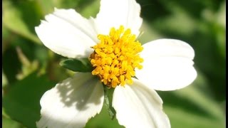 Amor seco Bidens pilosa wwwriomoroscom [upl. by Fayre]