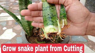 How To Care For Cacti and Succulents  Greene Thumb  WellGood [upl. by Weston71]