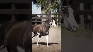 Criollo vs Quarter Horse  Cost Comparison shorts horses [upl. by Drain]