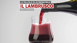 Il Lambrusco  Storia tipologie sentori e abbinamenti [upl. by Hindu]