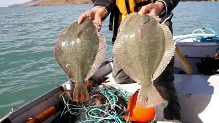 NZ Flounder Fishing [upl. by Mazel439]