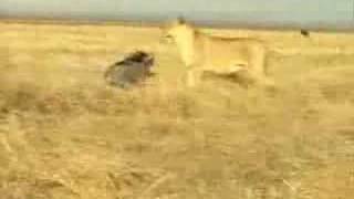 Pig Fights A Lion No Fake [upl. by Attenborough]