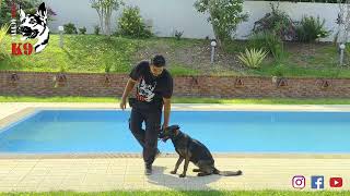 Fundamental Dog Training  Basic Obedience [upl. by Adnaram48]