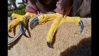 Falconry Handling talons and footing falconry [upl. by Alvis194]