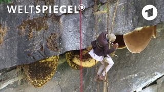 Jagd nach dem HimalayaHonig Bienenwaben in der Steilwand  Weltspiegel [upl. by Ennaj]