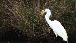 Great Egret Swallows a Large Fish [upl. by Roosnam]