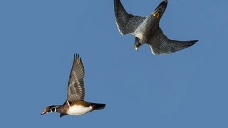 PEREGRINE FALCON STRIKES DUCK MIDAIR [upl. by Eerised]