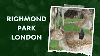 Richmond Park London [upl. by Merlina]