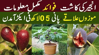 Figs Cultivation in Pakistan  Anjeer Ki Kasht in Pakistan  Kissan Pakistan [upl. by Jordain203]